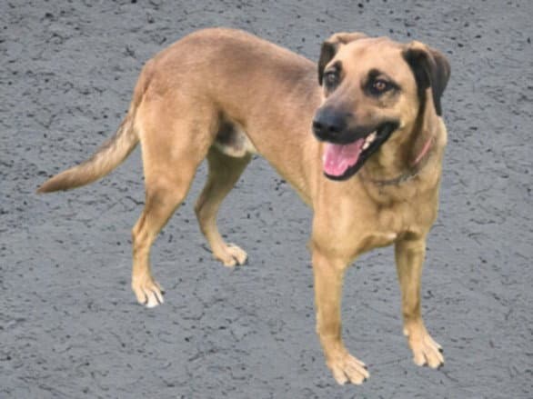 Kobe - Black Mouth Cur
