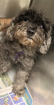 Louie - Poodle (Toy)