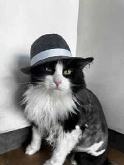 Figaro image 1