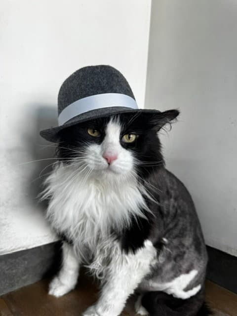 Figaro - Domestic Long Hair