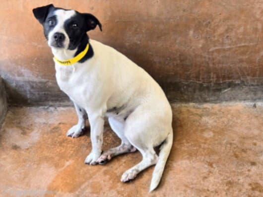 Chip - Rat Terrier