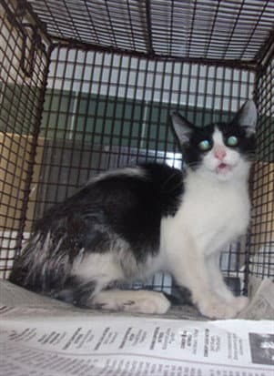 Vader - Domestic Medium Hair