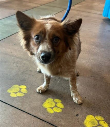 Ginger - Australian Cattle Dog/Blue Heeler