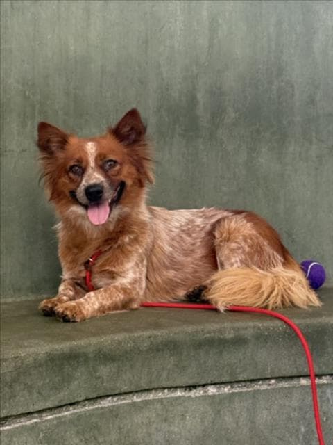 Ginger - Australian Cattle Dog/Blue Heeler