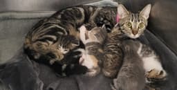 Madonna image 1