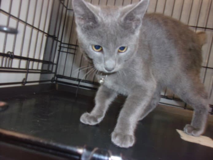 Luther - Domestic Medium Hair