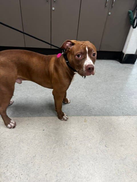 Tater Tot - Pit Bull Terrier