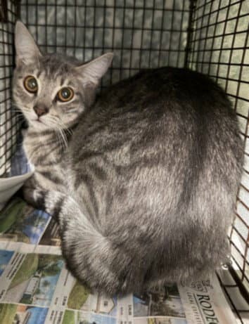 Spas - Domestic Short Hair