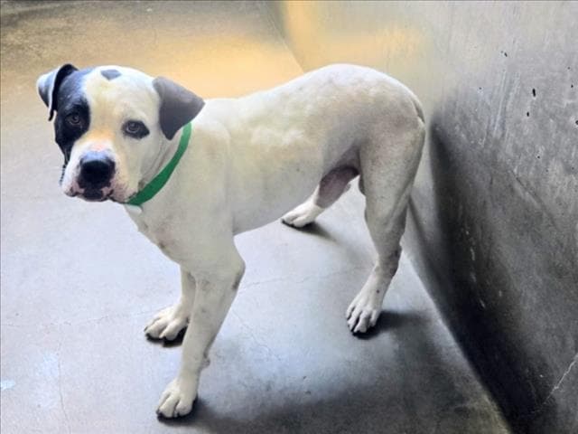 Morgan - American Bulldog