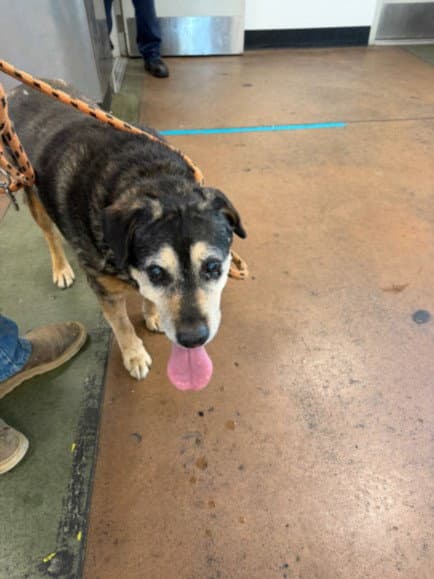 Travieso - Australian Cattle Dog/Blue Heeler