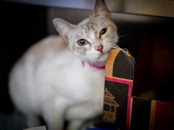 Lily - Domestic Short Hair