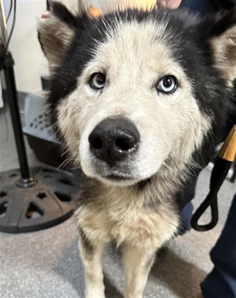Aurora - Husky