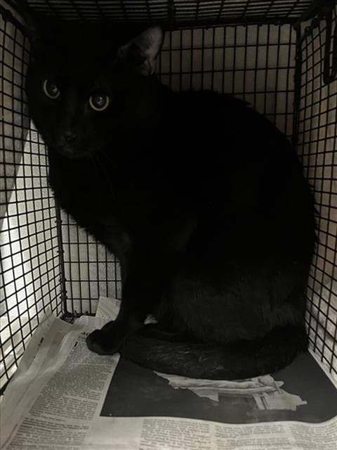 Ender - Domestic Short Hair