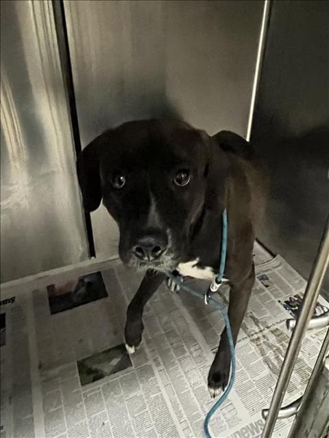 Ori - American Staffordshire Terrier