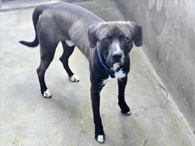 Ori - American Staffordshire Terrier