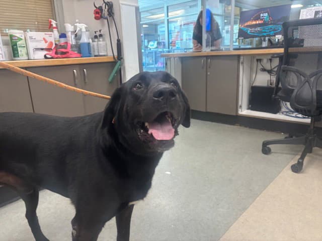 Mookie - Labrador Retriever