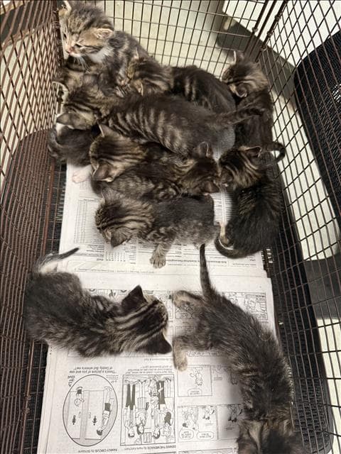 Unknown - Domestic Short Hair