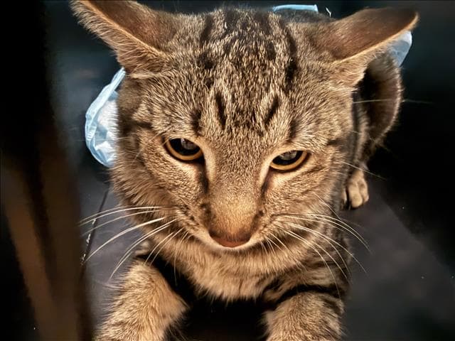 Unknown - Domestic Short Hair