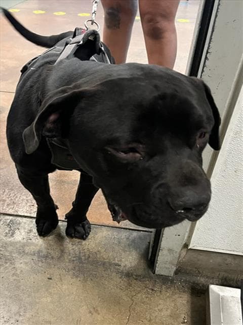 Billy - American Staffordshire Terrier