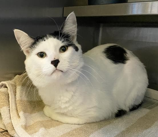 Mario - Domestic Short Hair