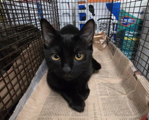 Binx - Domestic Short Hair