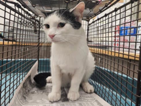 Ramen - Domestic Short Hair