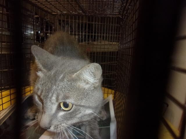 Unknown - Domestic Short Hair