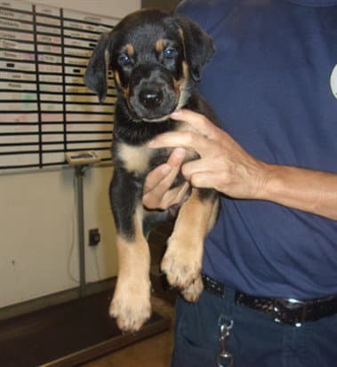 Big Rocky - Rottweiler