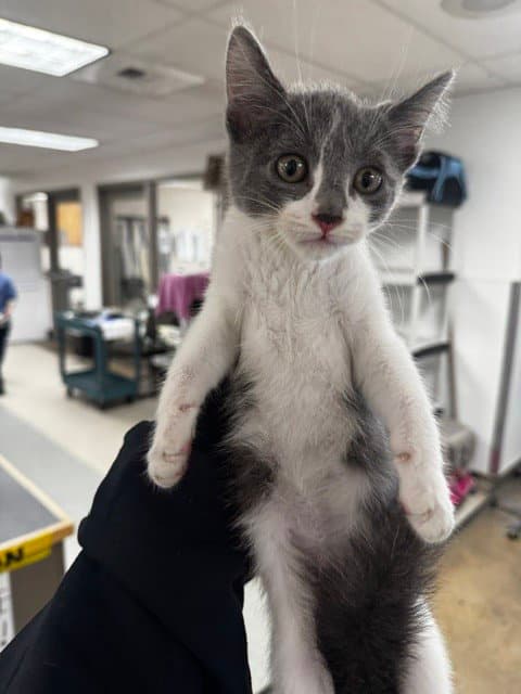 Batman - Domestic Short Hair