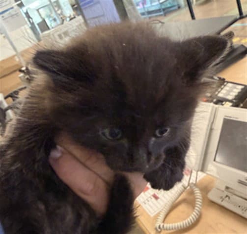 Frito - Domestic Short Hair