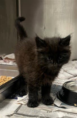 Frito - Domestic Short Hair