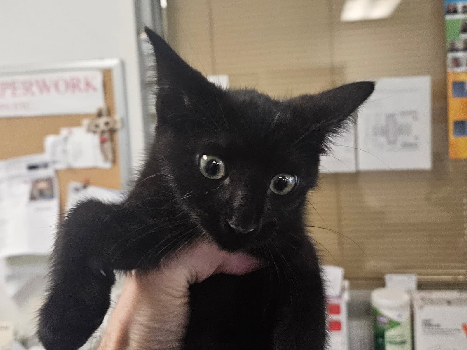 Kabuki - Domestic Short Hair