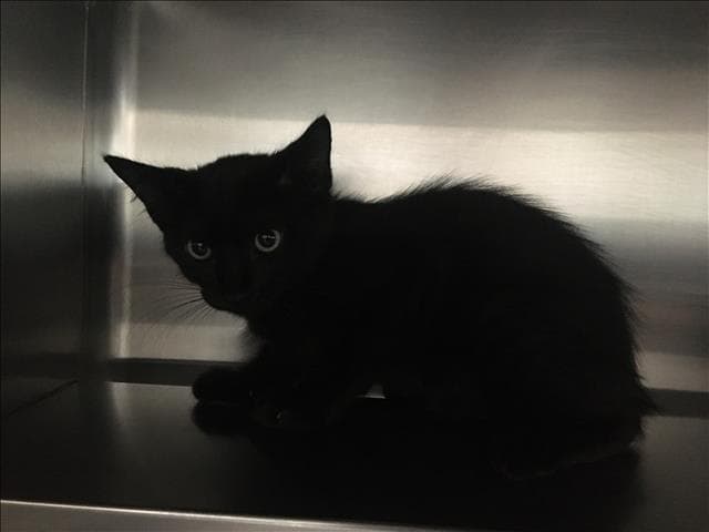 Kohl - Domestic Short Hair
