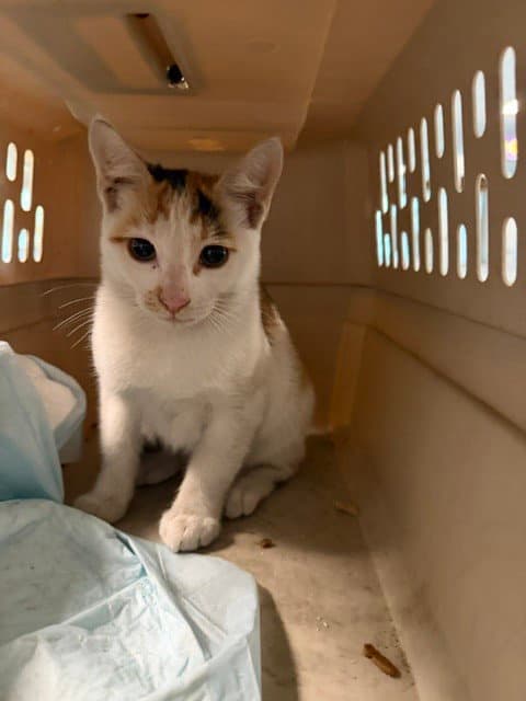 Bubbles - Domestic Short Hair