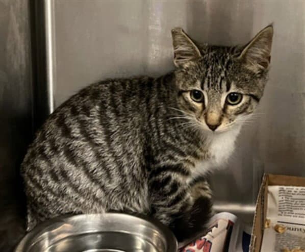 Unknown - Domestic Short Hair