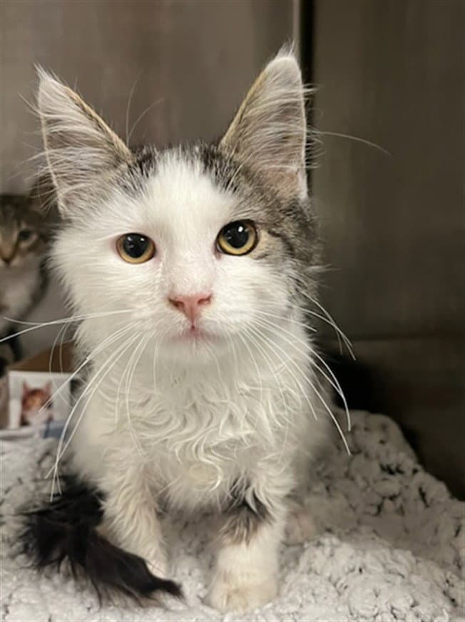 Unknown - Domestic Short Hair