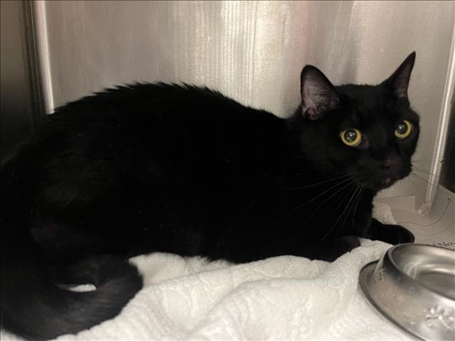 Lila - Domestic Short Hair