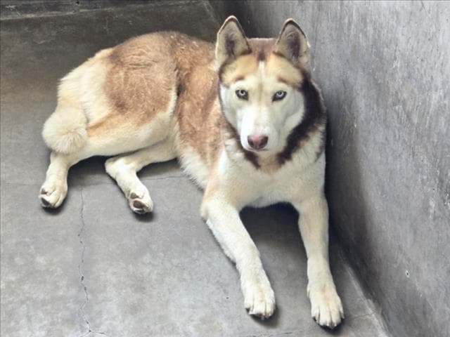 Blaize - Husky