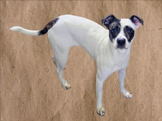 Pepino - Jack Russell Terrier (Parson Russell Terrier)
