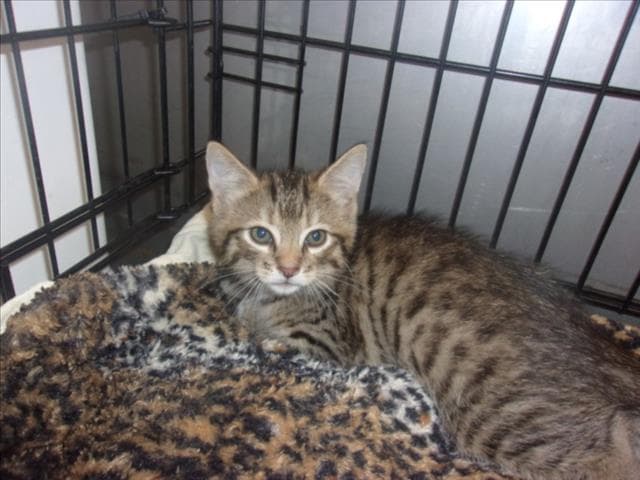 Kesi - Domestic Medium Hair