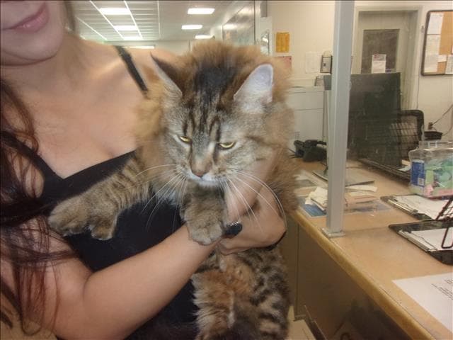 Buffy - Domestic Medium Hair