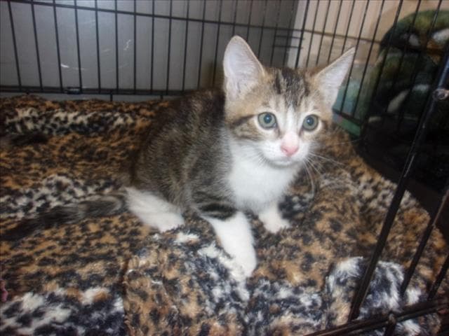 Perla - Domestic Medium Hair