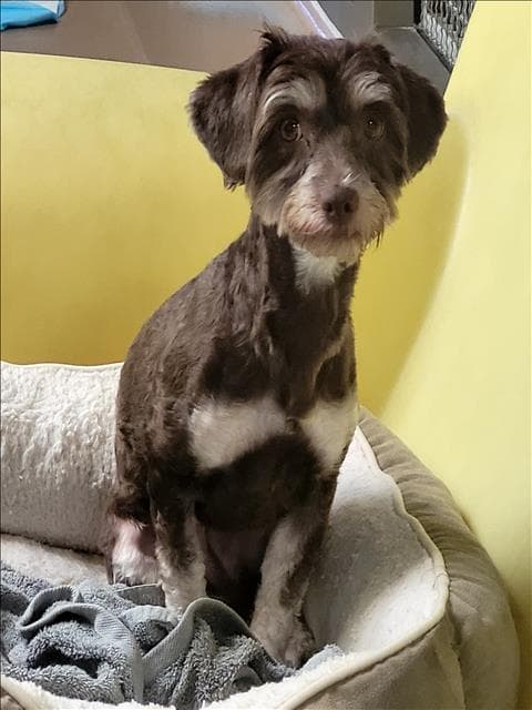 Lala - Tibetan Terrier
