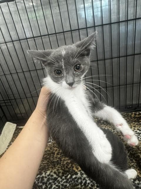 Cinderella - Domestic Short Hair