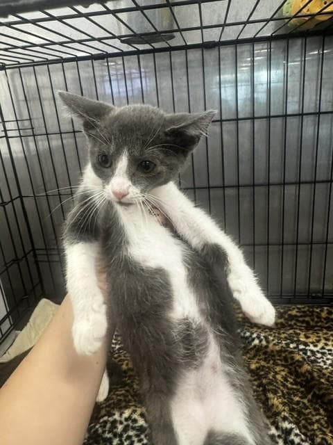 Ariel - Domestic Short Hair
