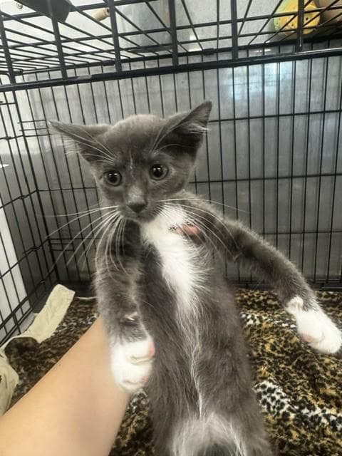 Flynn - Domestic Short Hair