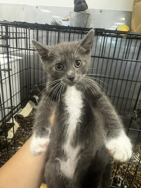Eric - Domestic Short Hair