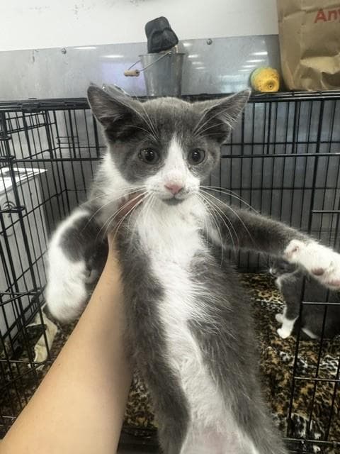 Walle - Domestic Short Hair