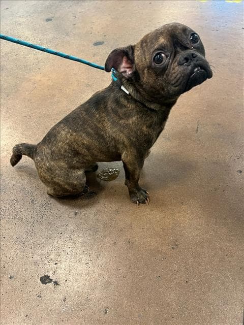 Blue - French Bulldog