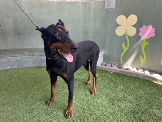 Puppy - Doberman Pinscher